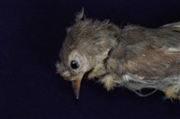 紅胸啄花鳥藏品圖，第12張